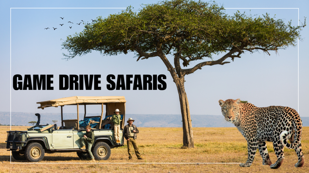 game drive safari